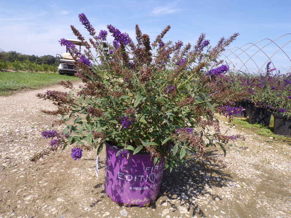 Psychedelic Sky™ Butterfly Bush