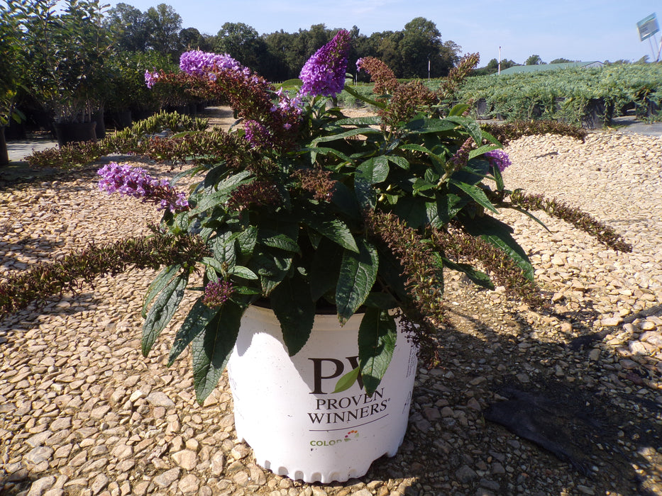 Pugster® Amethyst Butterfly Bush