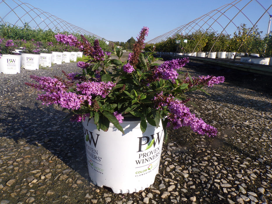 Pugster Periwinkle® Butterfly Bush