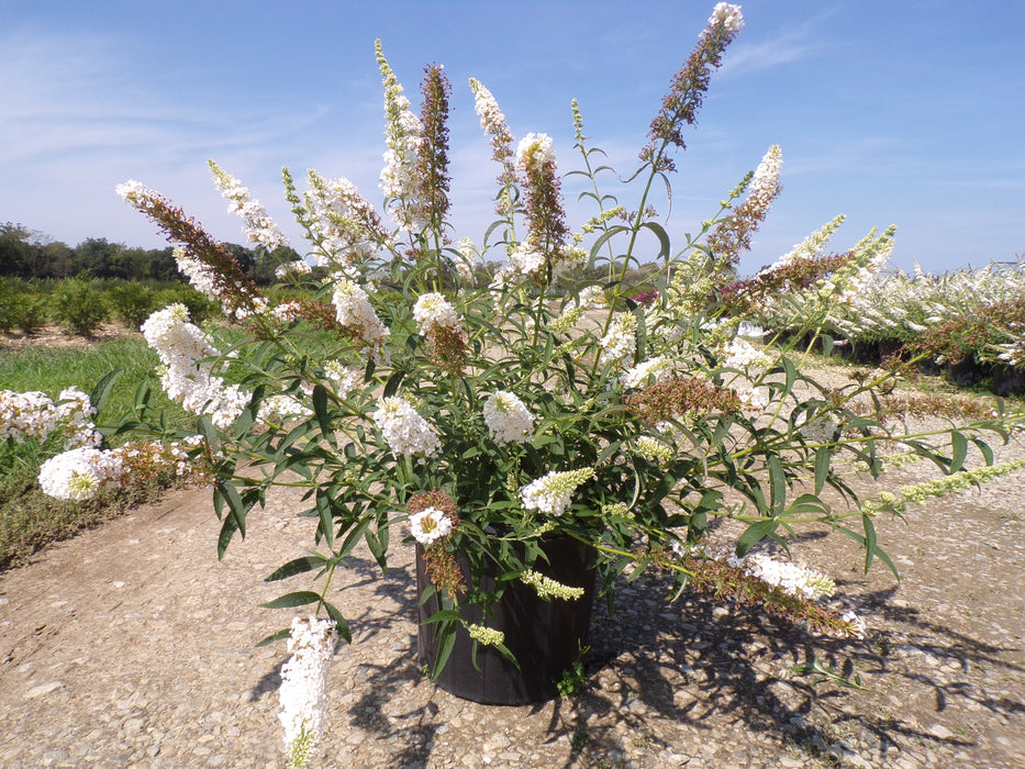 White Profusion Butterfly Bush