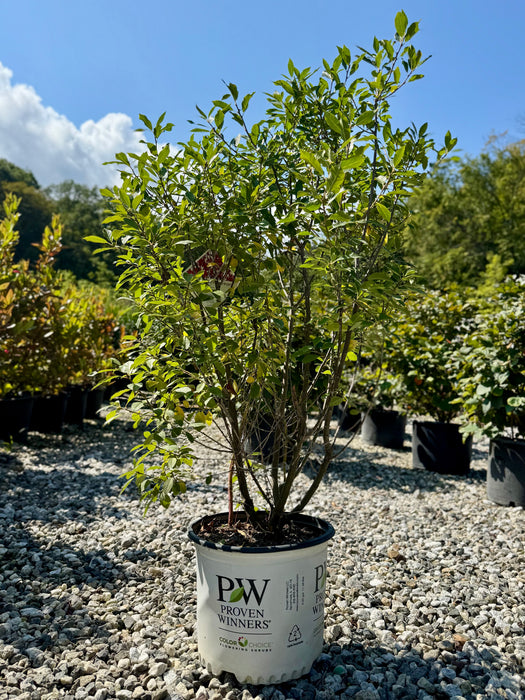 Berry Poppins® Winterberry