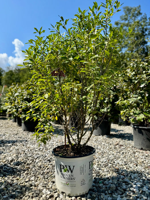 Berry Poppins® Winterberry