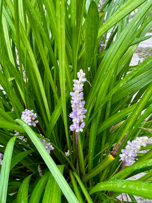 Big Blue Lilyturf (Liriope)