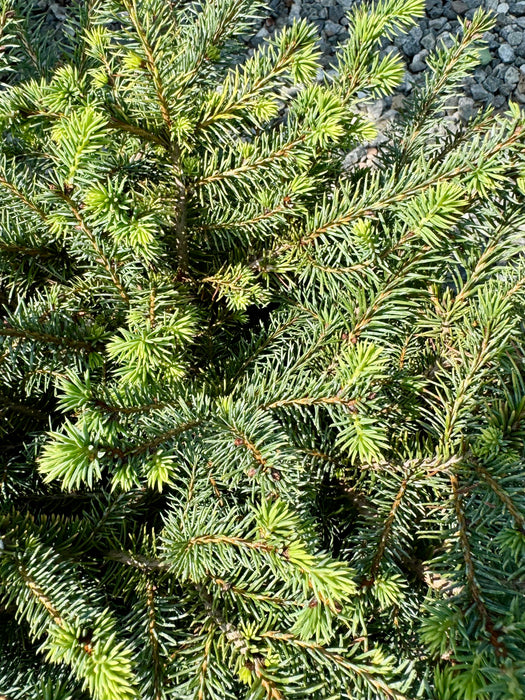 Birds Nest Spruce