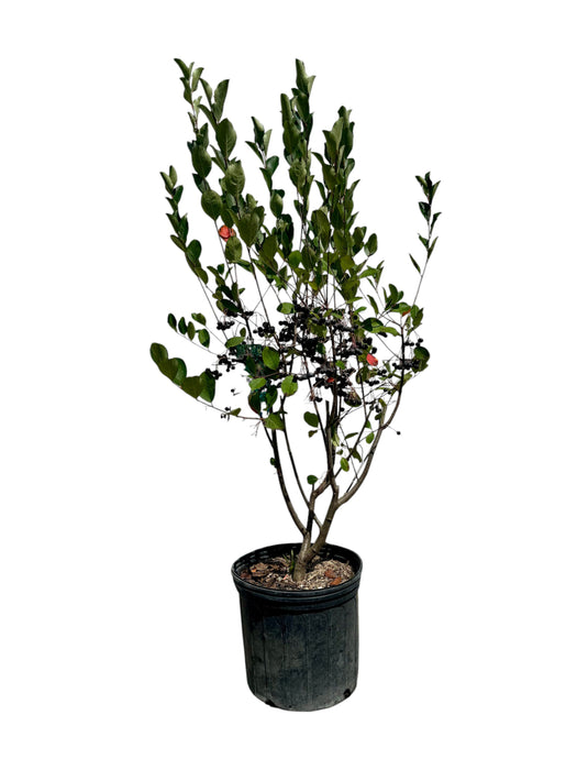 Autumn Magic Black Chokeberry
