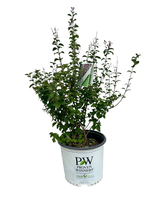 Bloomerang® Purpink Lilac