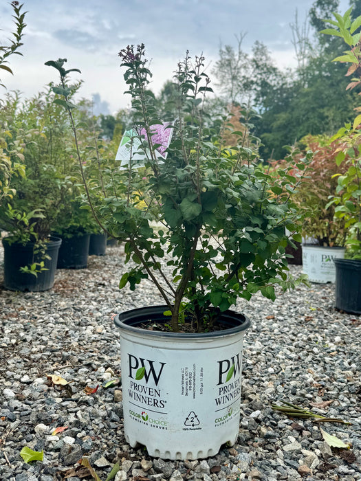 Bloomerang® Purpink Lilac