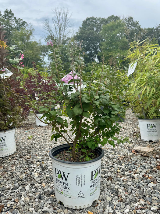 Bloomerang® Purpink Lilac