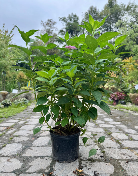 Bluebird Lacecap Hydrangea