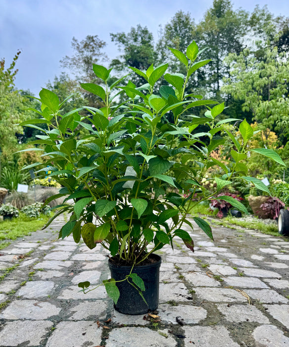 Bluebird Lacecap Hydrangea