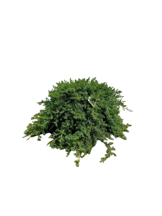 Blue Pacific Juniper