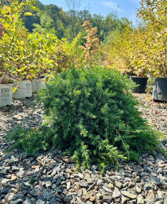 Blue Pacific Juniper