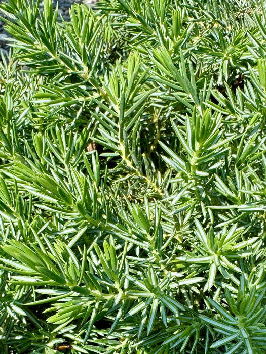 Blue Pacific Juniper