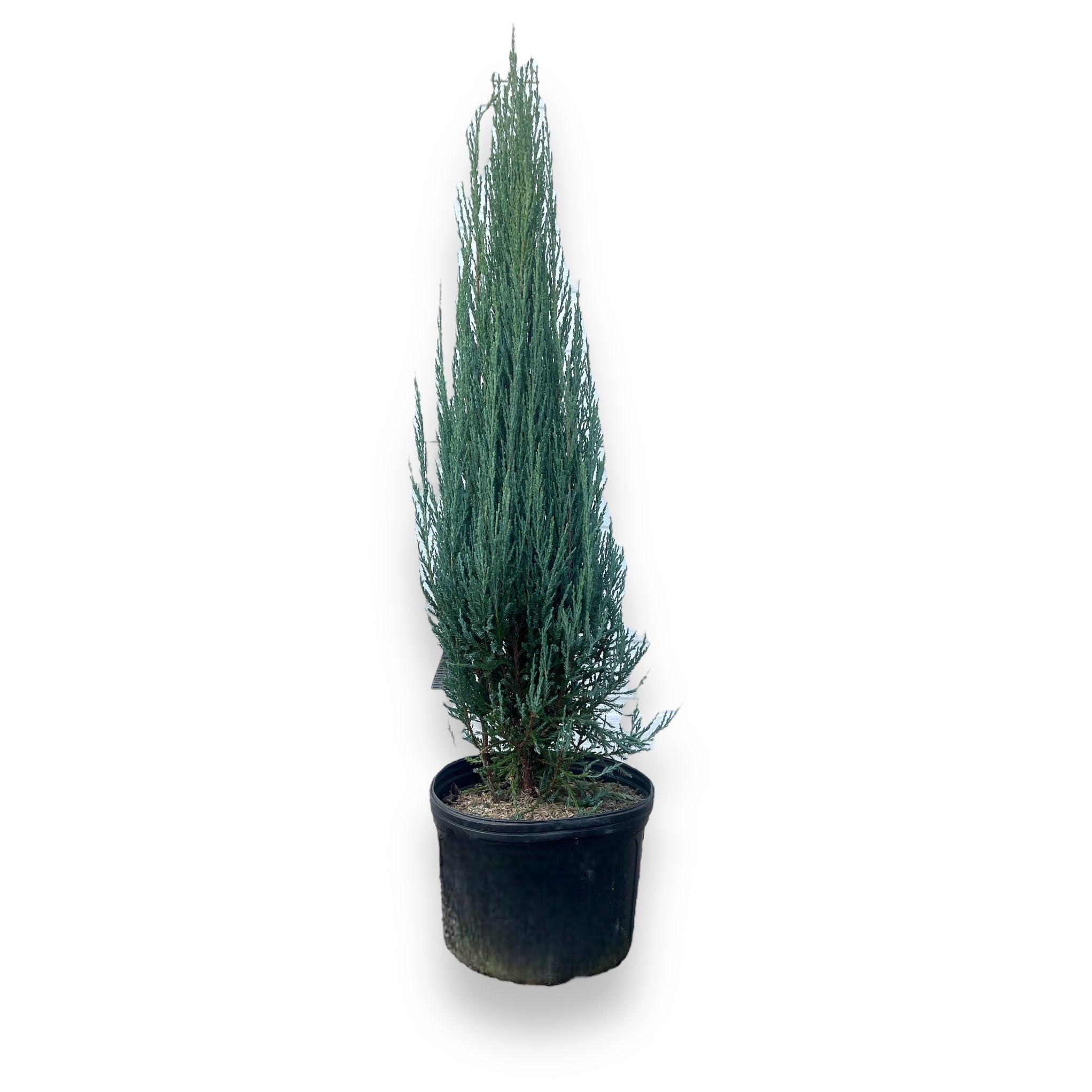 Blue Arrow Juniper For Sale Online — Gardens of the World