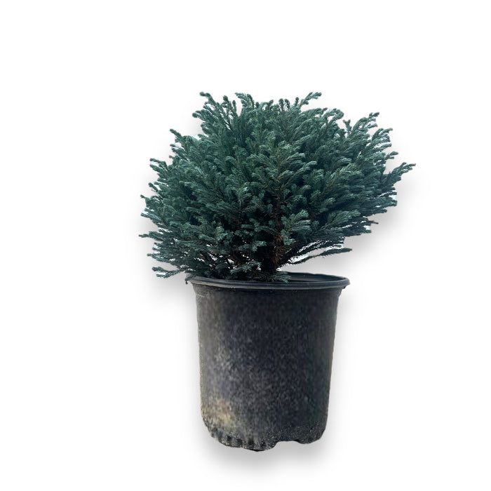 Blue Moon Sawara Cypress — Gardens of the World