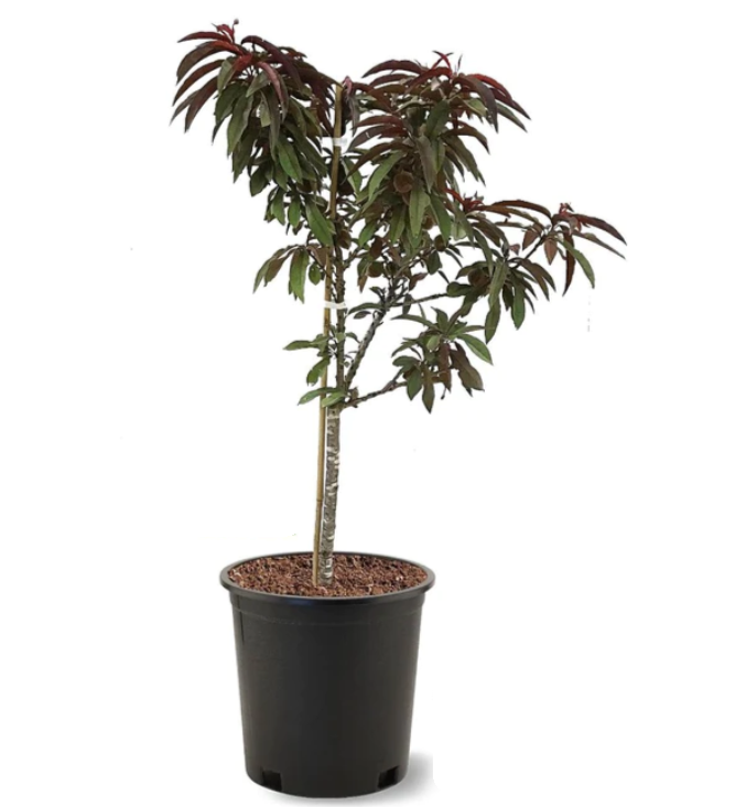 Bonfire Patio Peach Tree — Gardens of the World