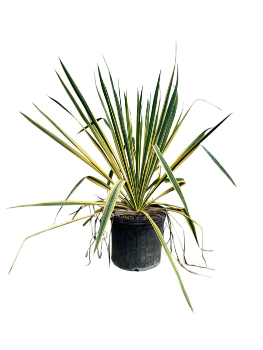 Bright Edge Yucca