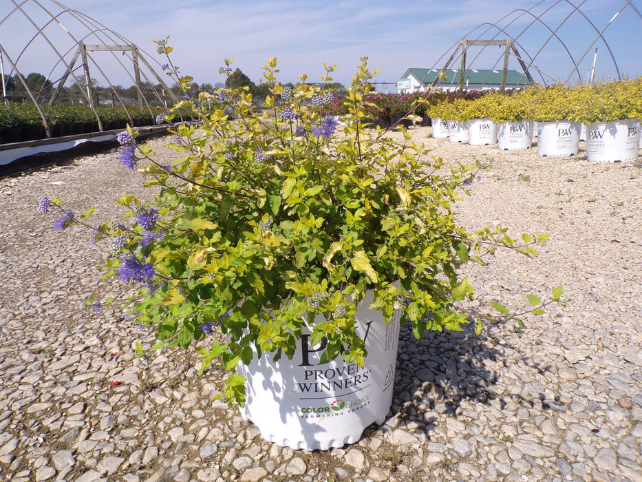 Sunshine Blue® II Caryopteris (Bluebeard)