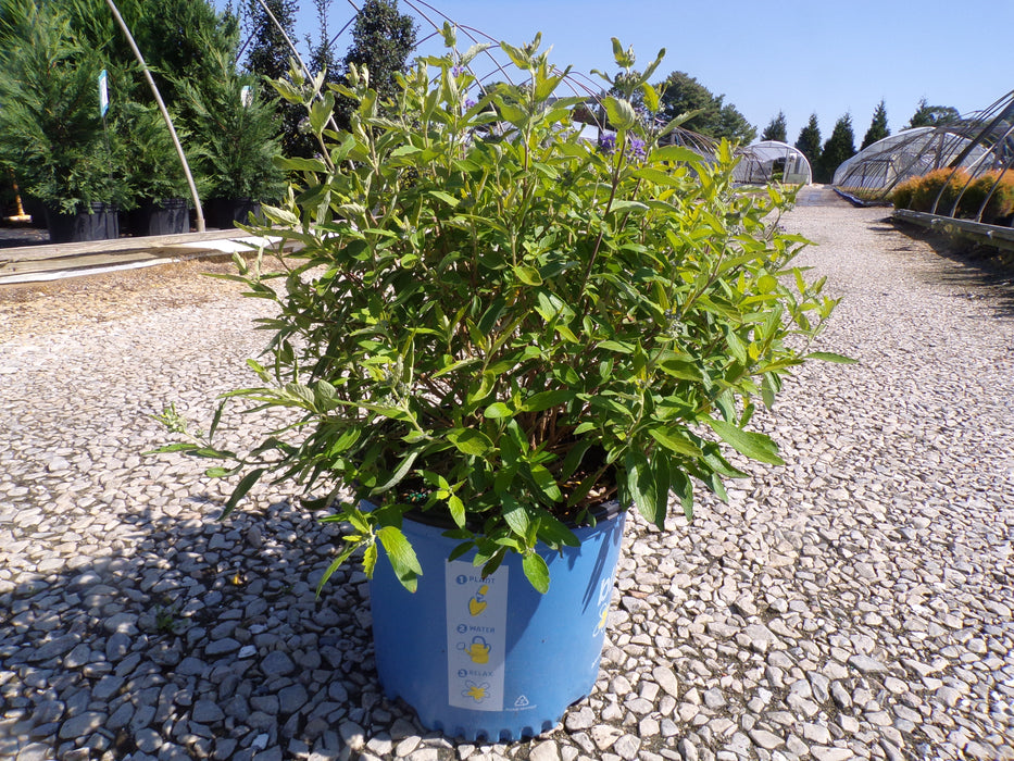 Beekeeper™ Bluebeard (Caryopteris)