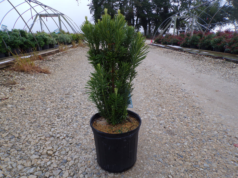 Upright Japanese Plum Yew
