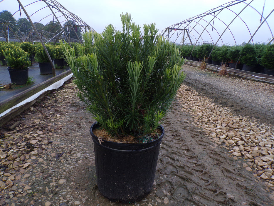 Duke Gardens Japanese Plum Yew