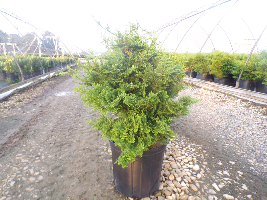 Templehof Hinoki Cypress