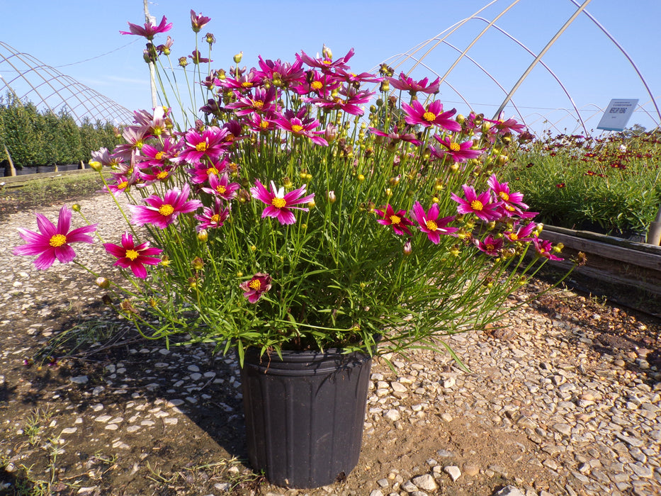 Li'l Bang™ Starstruck Tickseed Coreopsis