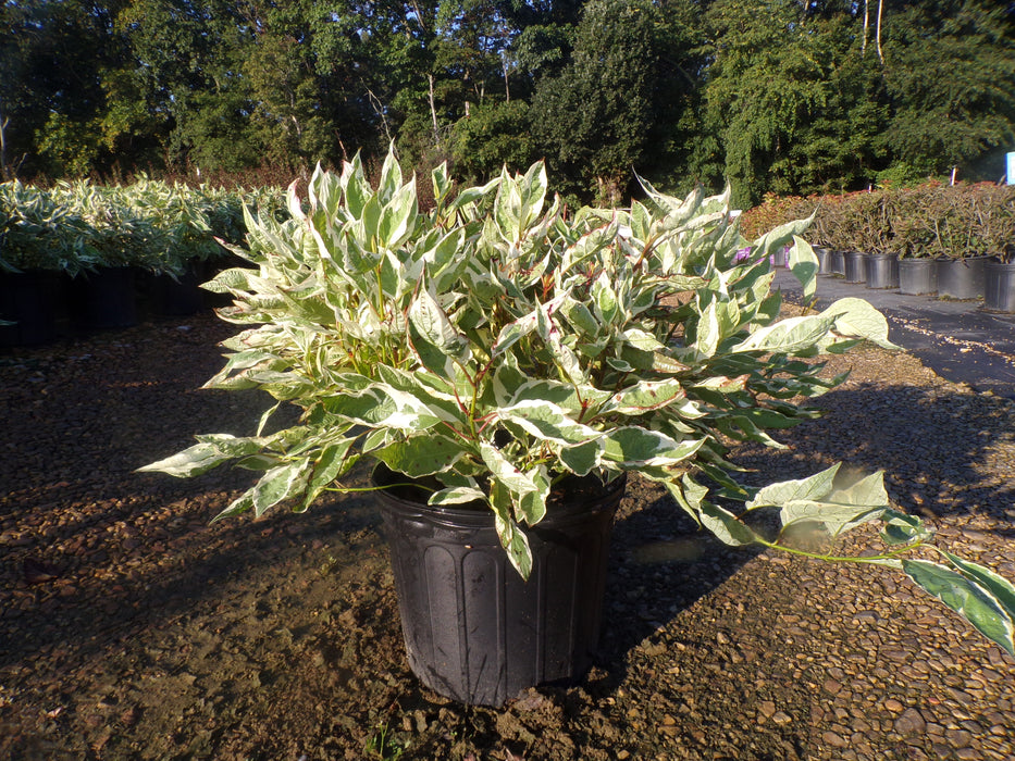 Elegantissima Variegated Red Twig Dogwood