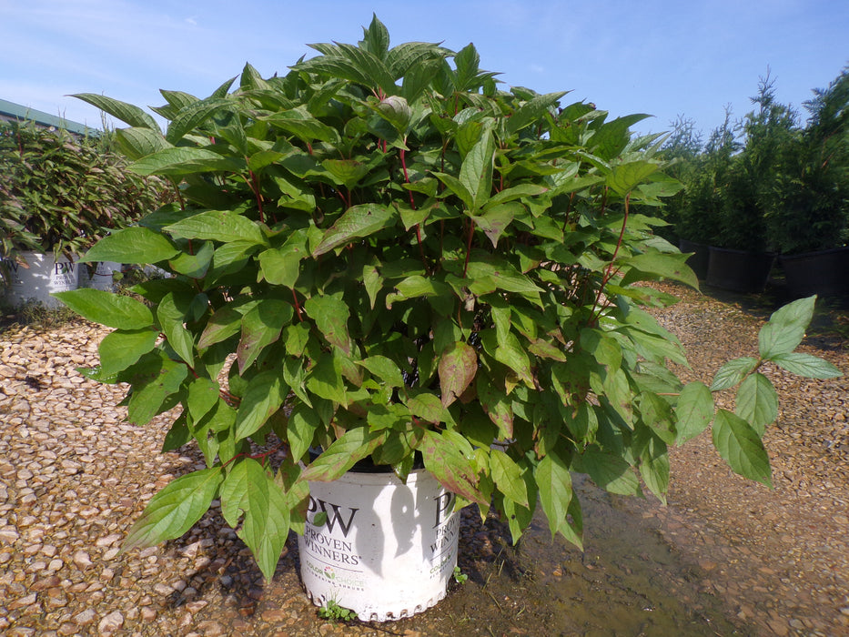 Arctic Fire® Red Twig Dogwood