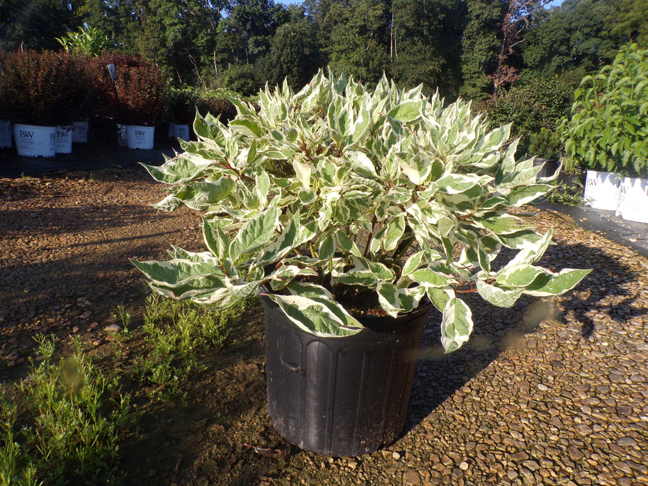 Ivory Halo® Dogwood