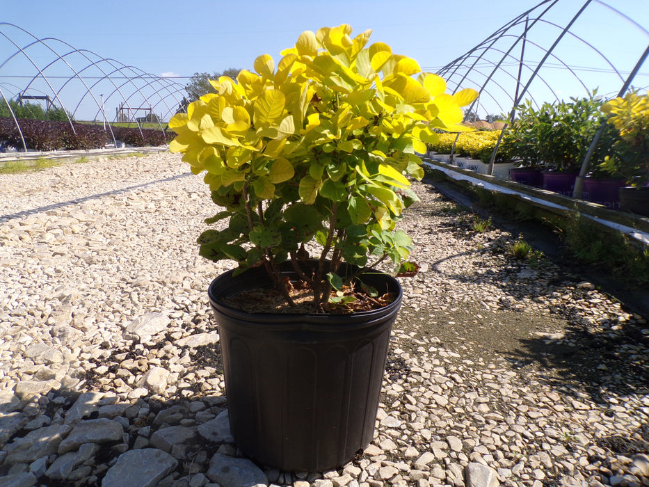 Golden Spirit Smoke Bush