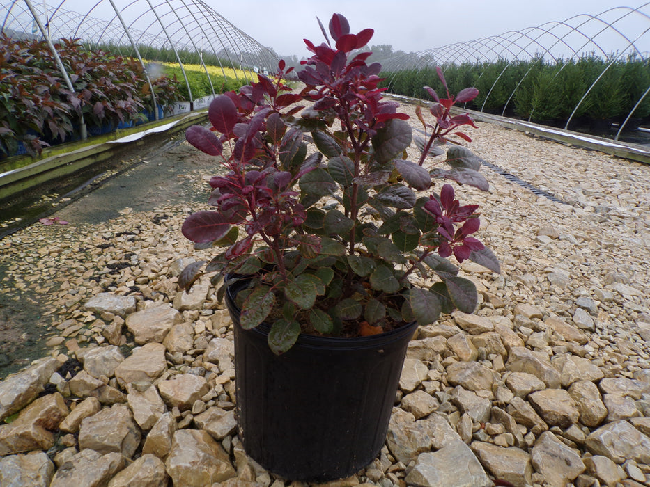Royal Purple Smoke Bush