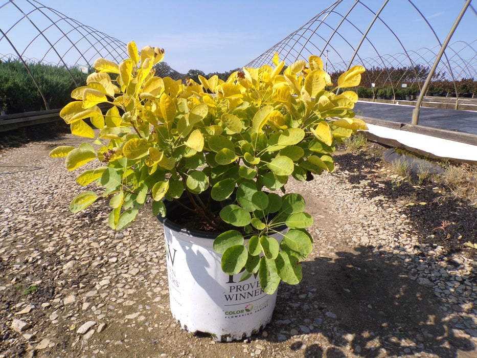 Winecraft Gold® Smokebush