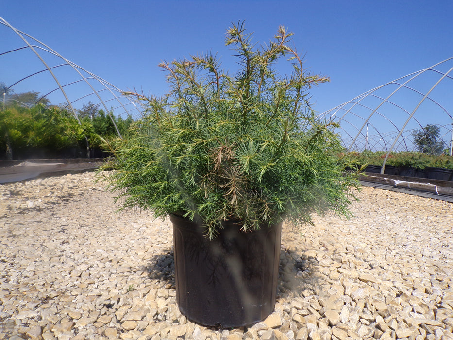 Mushroom Japanese Cedar