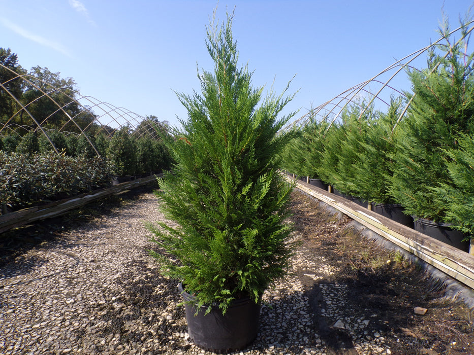 Leyland Cypress Tree