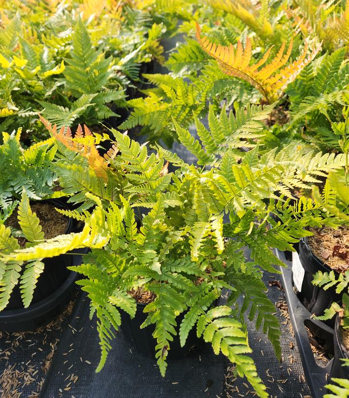 Brilliance Autumn Fern — Gardens of the World