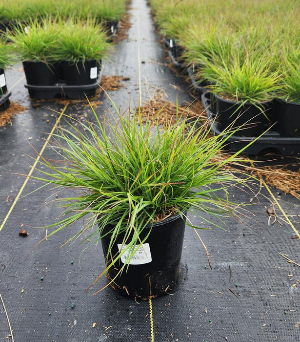 Burgundy Bunny Fountain Grass