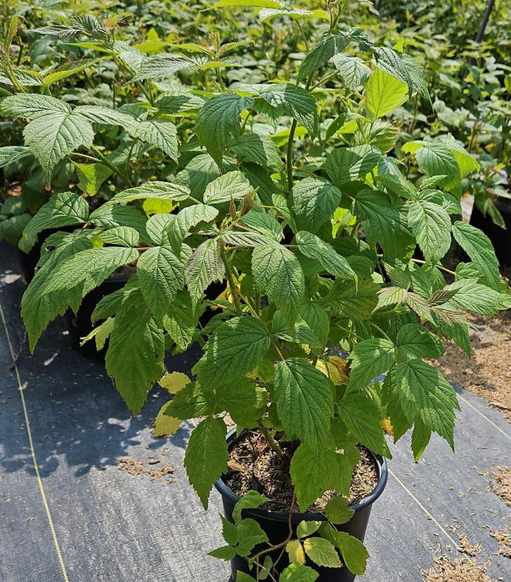 Heritage Raspberry Bush For Sale Online! | Great Fruit In Summer ...
