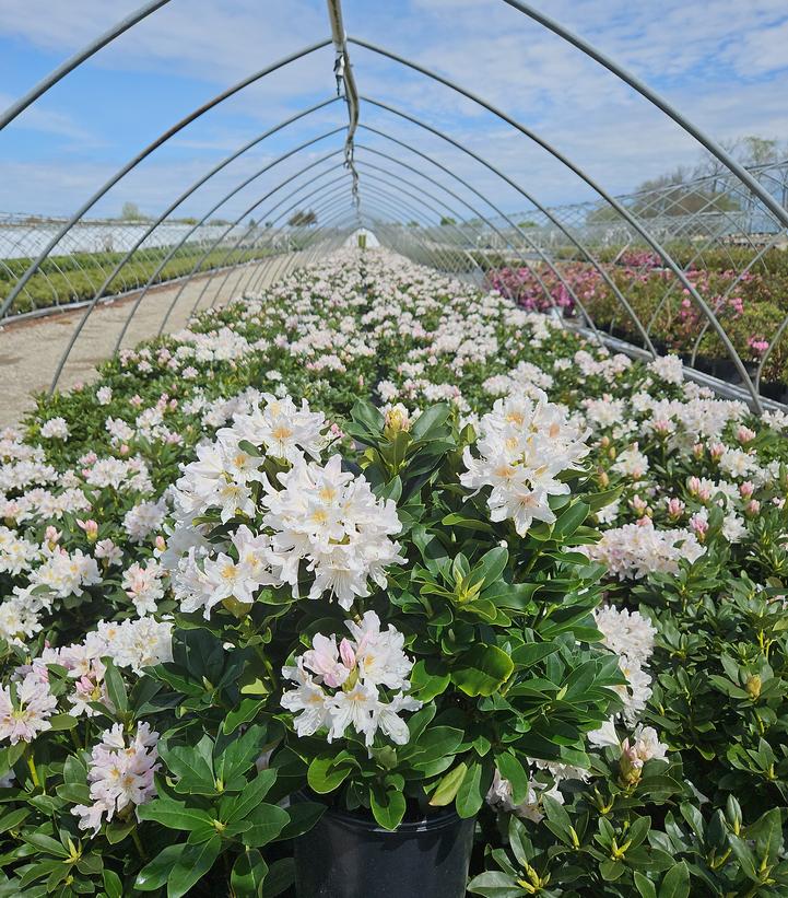 Rhododendron Cunningham White - Lot De 3 Plants 25-40 Cm, Pot 9cm - Arbuste Persistant Fleurs Blanches