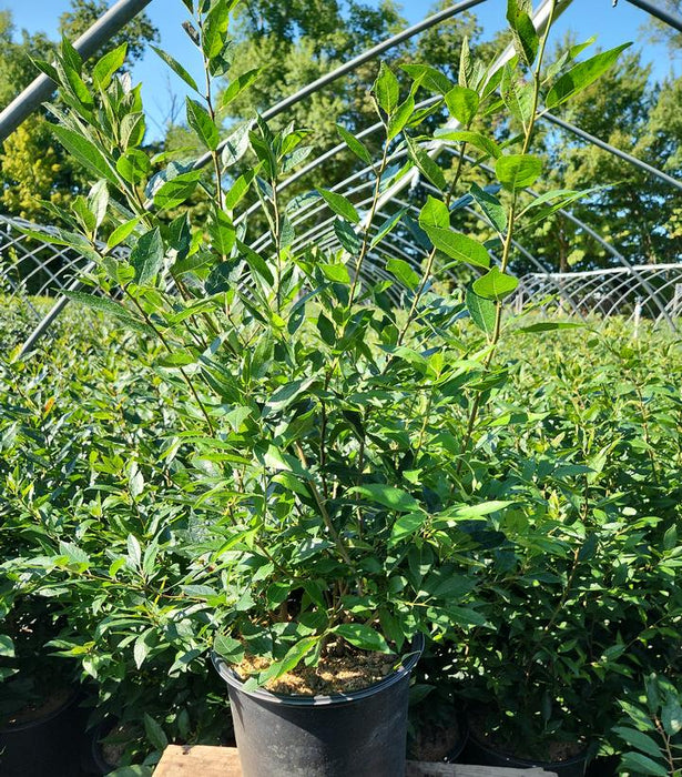 Winter Red Winterberry