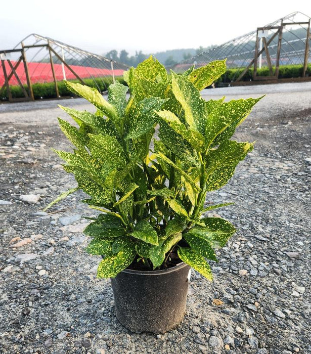 Gold Dust Spotted Laurel (Aucuba)