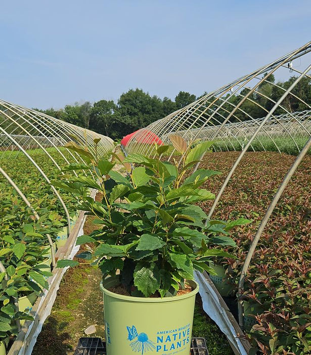 Virginia Witch Hazel