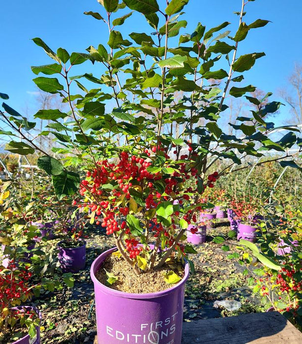 Wildfire Winterberry -(2-4ft)