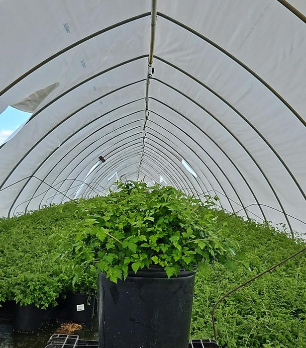 Cut-Leaf Stephanandra