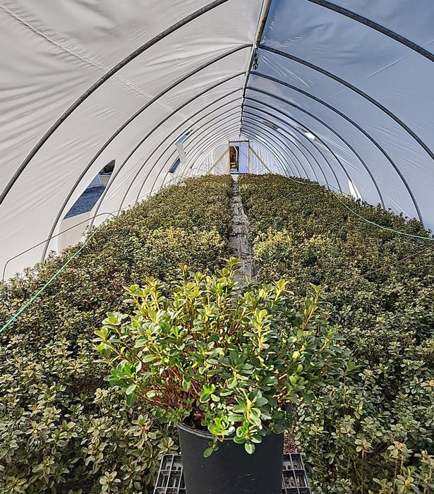 Girard's Crimson Azalea