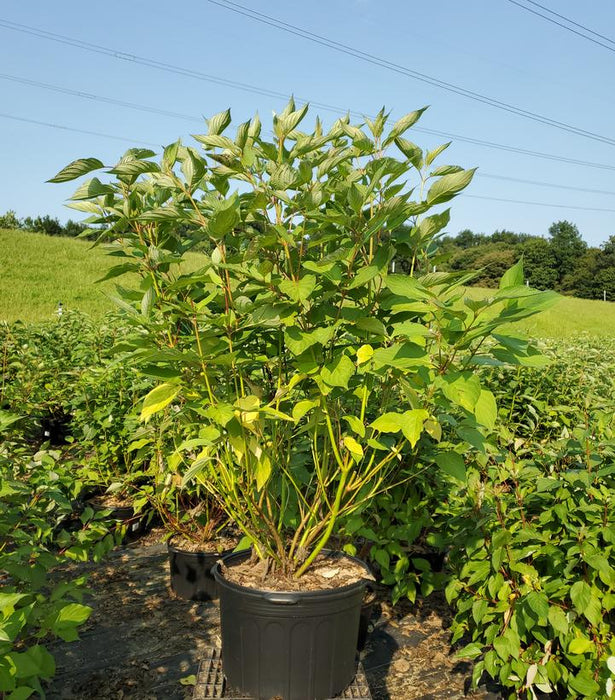 Bailey's Red Twig Dogwood