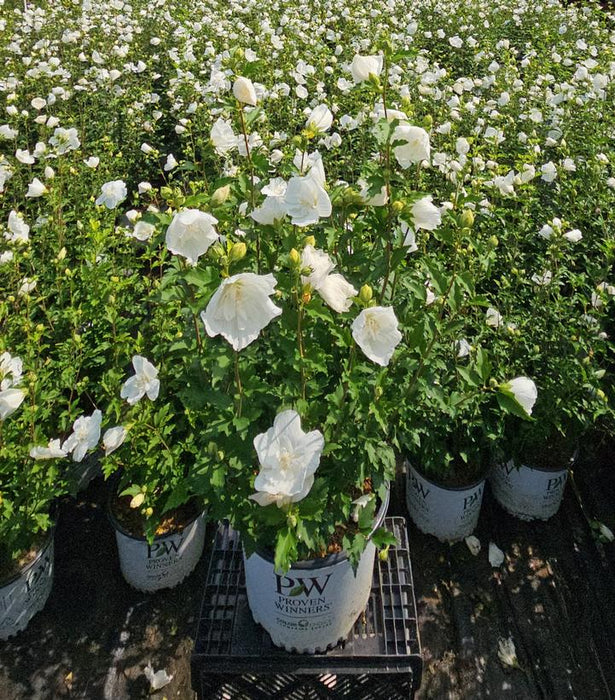 White Chiffon Rose Of Sharon