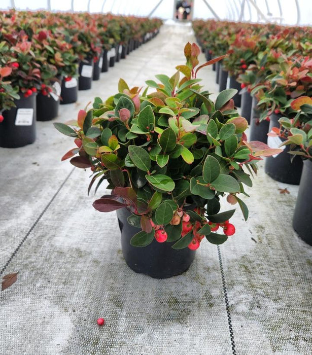 Berry Cascade Wintergreen