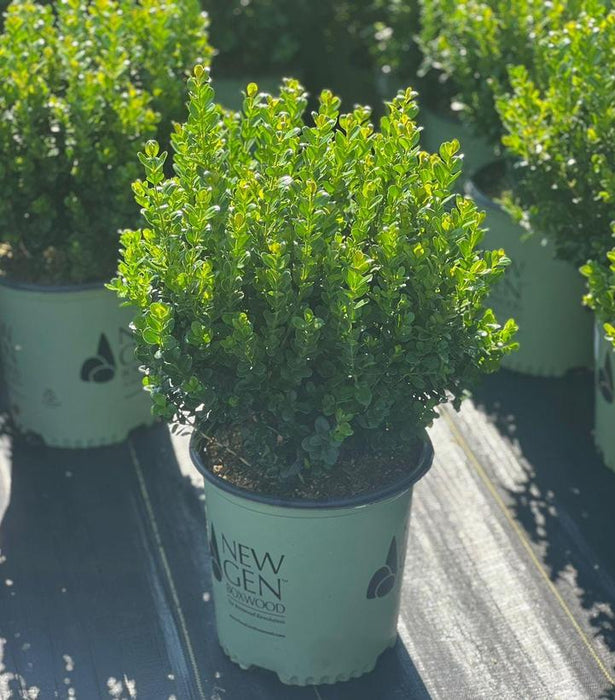 NewGen Freedom® Boxwood