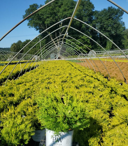 Green Slender Hinoki False Cypress